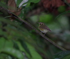 Platyrinchus coronatus