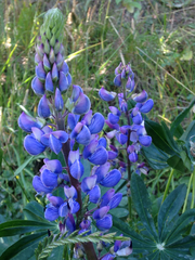 Lupinus polyphyllus