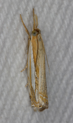 Crambus saltuellus