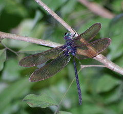 Gynacantha membranalis