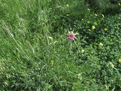 Tragopogon porrifolius