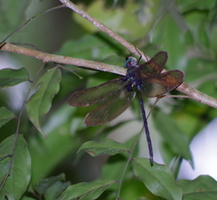 Gynacantha membranalis