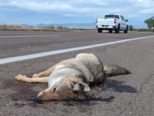 Coyote photographed in Arizona