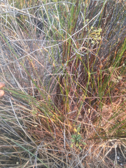 Pelargonium multiradiatum