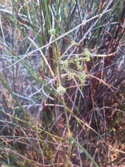 Pelargonium multiradiatum