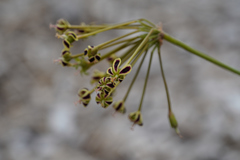 Pelargonium multiradiatum