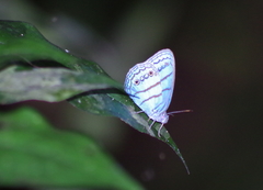 Caeruleuptychia aetherialis