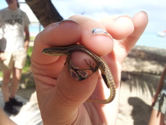 Cryptoblepharus poecilopleurus