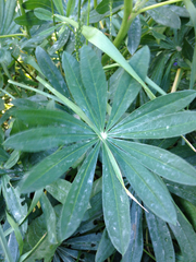 Lupinus polyphyllus