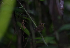 Platyrinchus coronatus