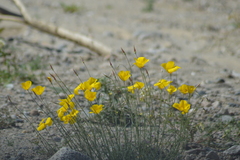 Eschscholzia papastillii