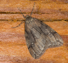 Paleacrita merriccata