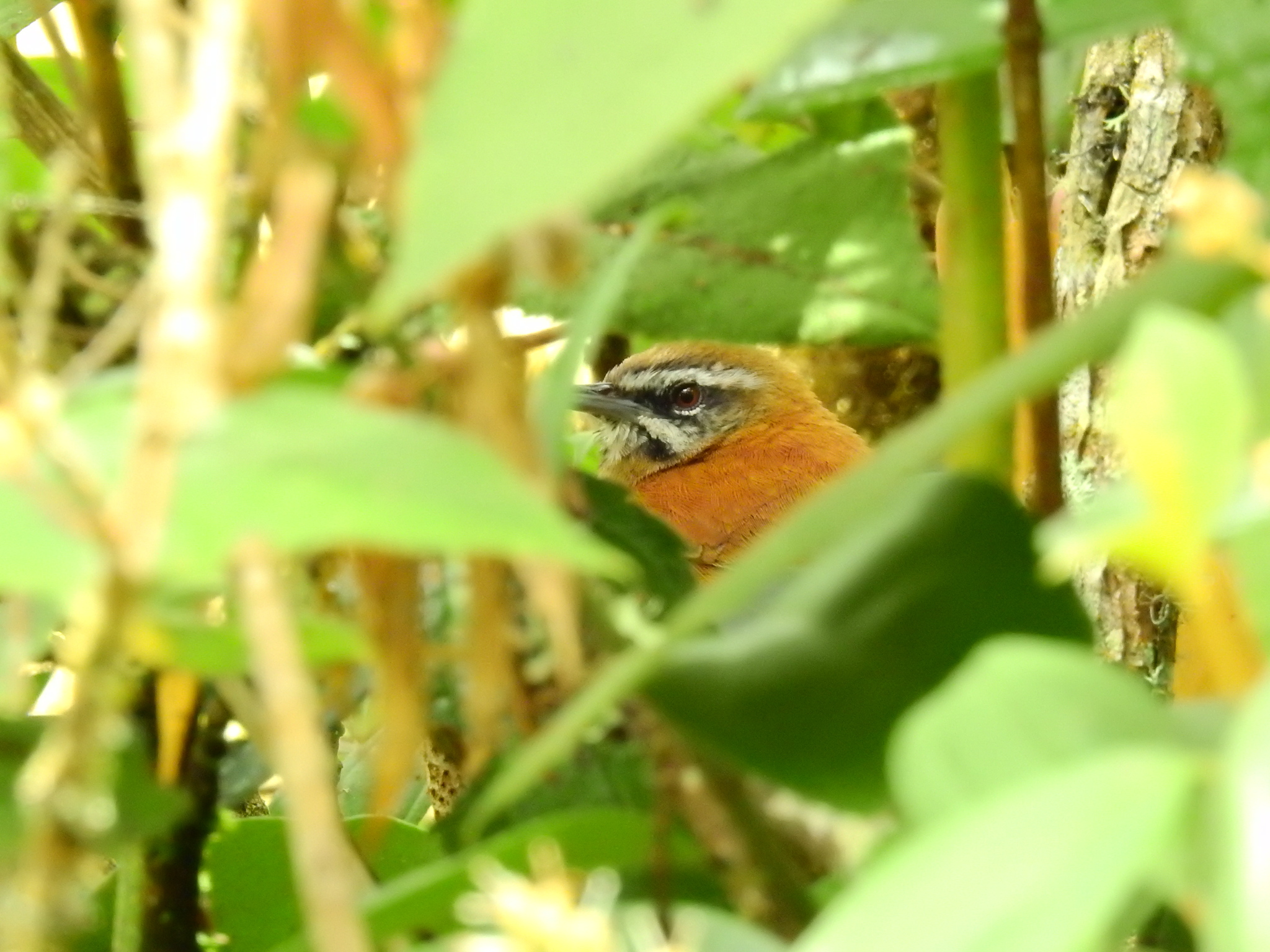 Plain-tailed Wren (Pheugopedius euophrys), photo 1