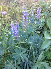 Lupinus polyphyllus
