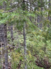 Abies balsamea image