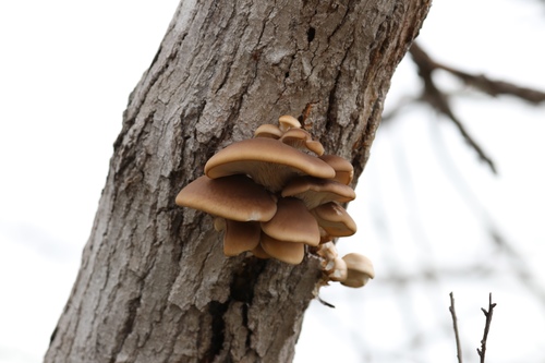 iNaturalist observation photo of Oyster Mushroom