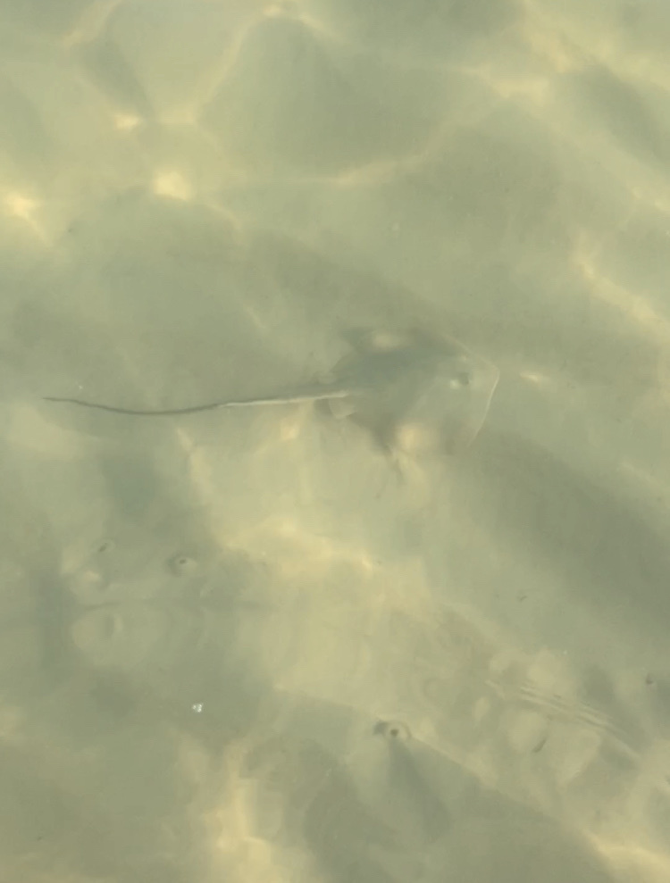 Bluntnose Stingray from Gulf State Park - Headquarters, Gulf Shores, AL ...