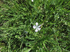 Linum bienne