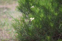 Thorybes dorantes galapagensis