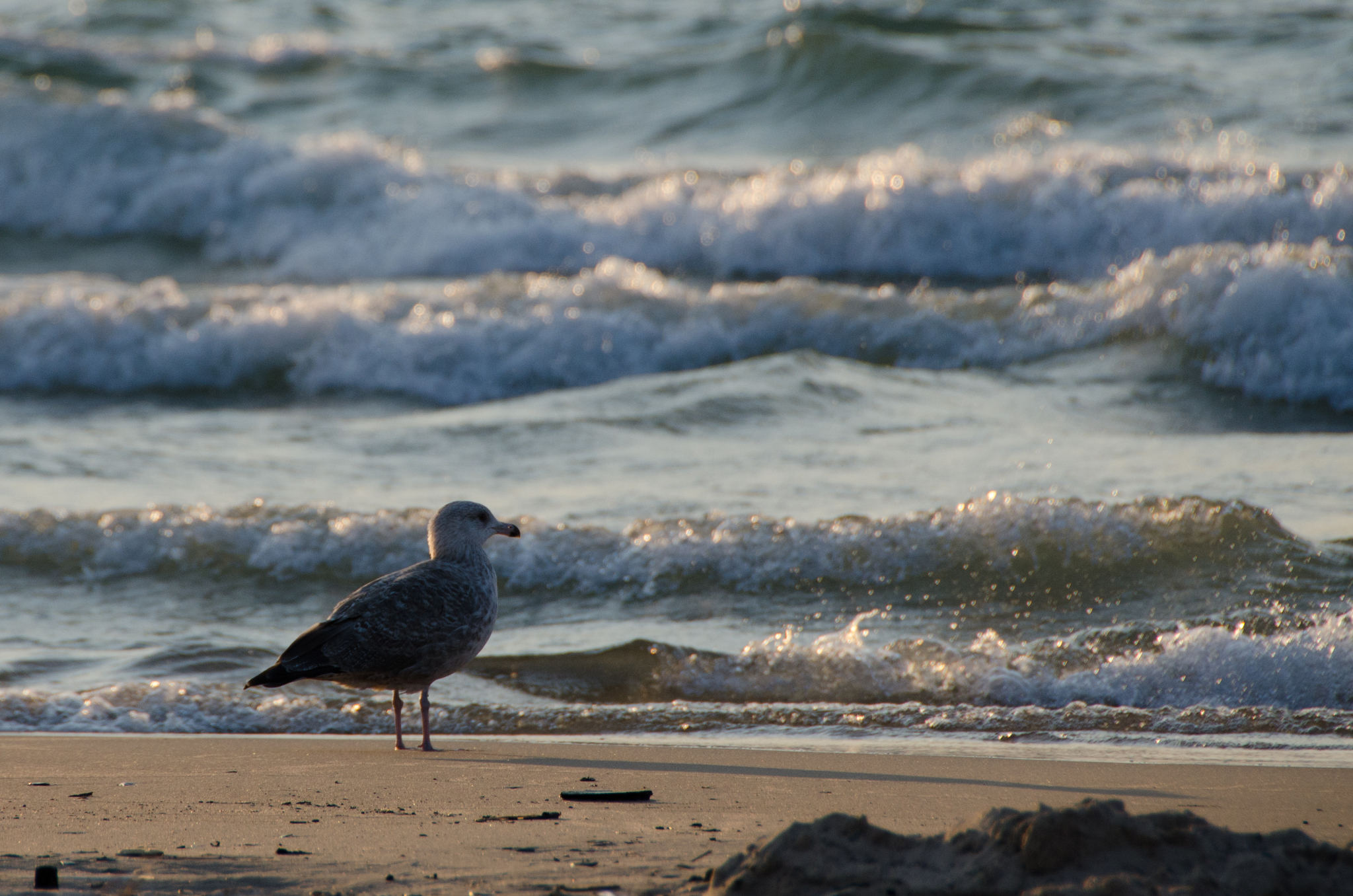 American Herring Gull
