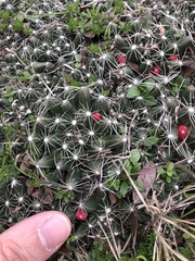 Escobaria missouriensis