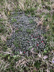 Escobaria missouriensis