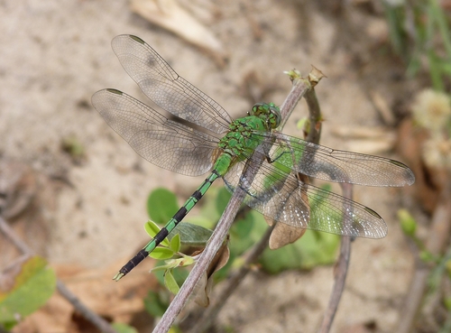 Great Pondhawk