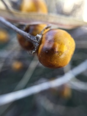 Solanum elaeagnifolium