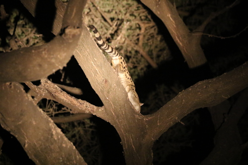 Panther Genet
