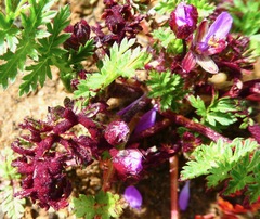 Synchytrium papillatum