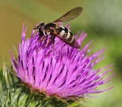Megasyrphus laxus image