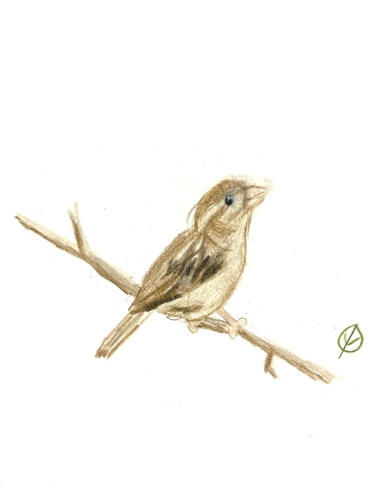 House Sparrow photographed in Illinois