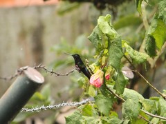 Coeligena helianthea