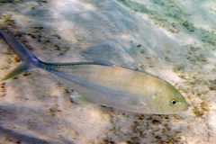 Caranx papuensis