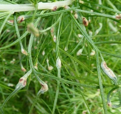 Aceria paracalifornica
