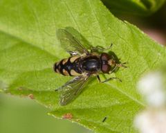 Parhelophilus rex