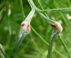 Aceria paracalifornica