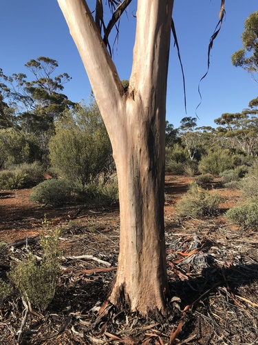 Eucalyptus frenchiana 3