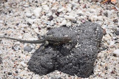 Pinzon Lava Lizard photo 2