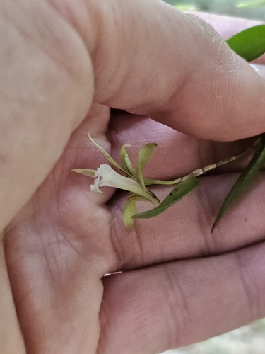 Image of Dendrobium pugioniforme by (c) Richard Dimon, some rights reserved (CC BY)