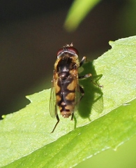Parhelophilus rex