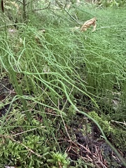 Equisetum scirpoides image