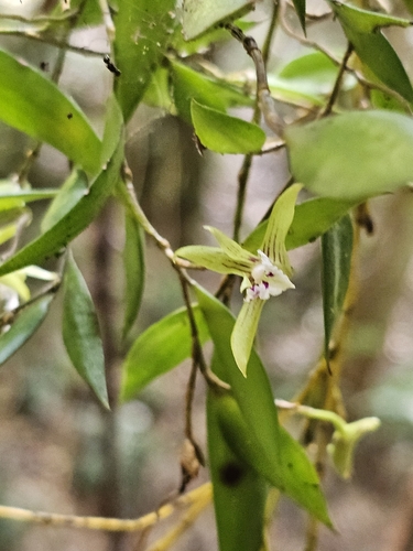 Image of Dagger Orchid (Dendrobium pugioniforme) by (c) Richard Dimon, some rights reserved (CC BY)
