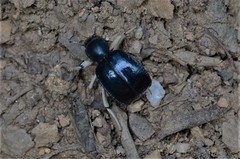 Dichtha cubica