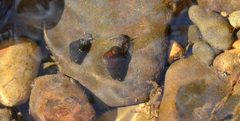 Juga plicifera