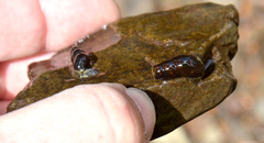 Juga plicifera