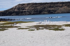 Ziphius cavirostris