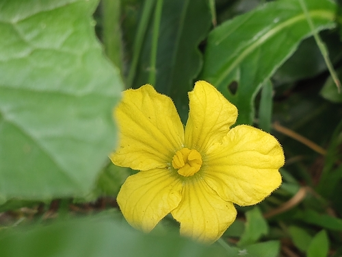 Luffa aegyptiaca