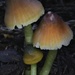Humidicutis marginata olivacea - Photo (c) Taye Bright, algunos derechos reservados (CC BY-NC), subido por Taye Bright