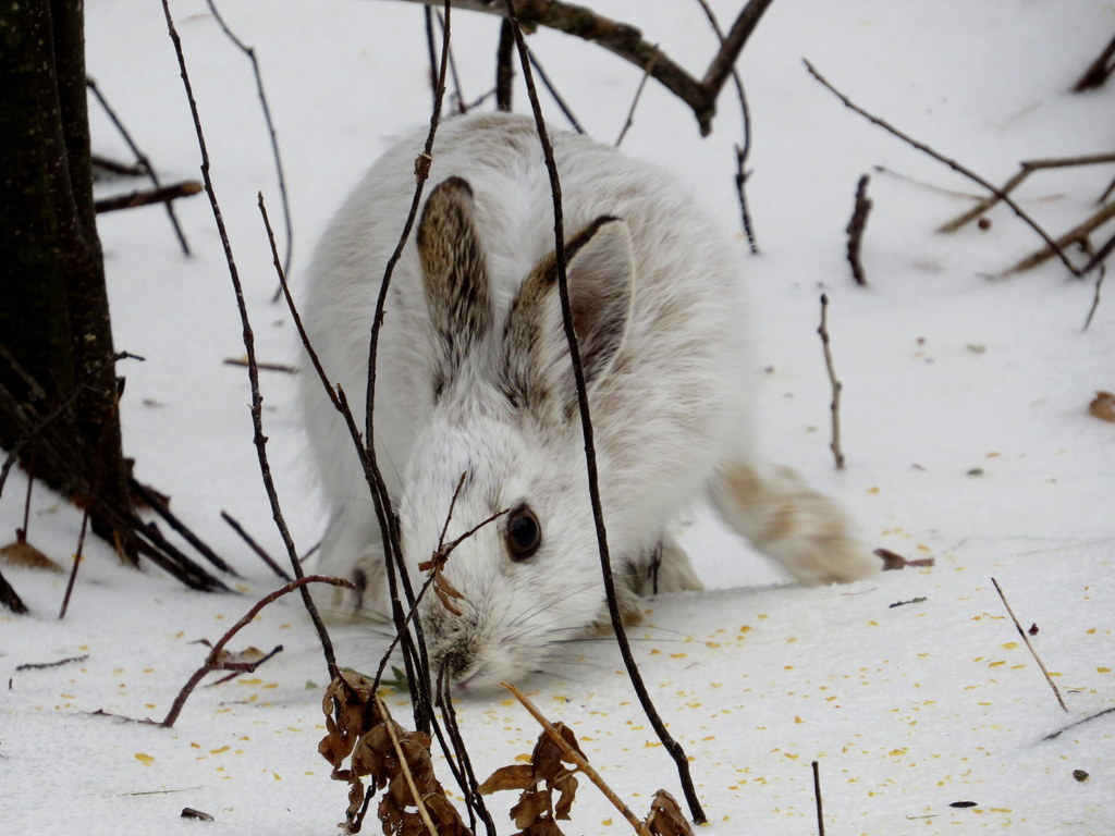 Snowshoe Hare (Wildlife of Ridgway State Park) · iNaturalist